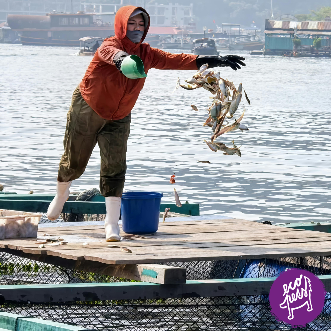 Lososový olej pro psy Vyroba